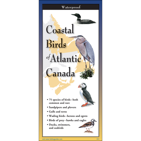Coastal Birds Folding Guide