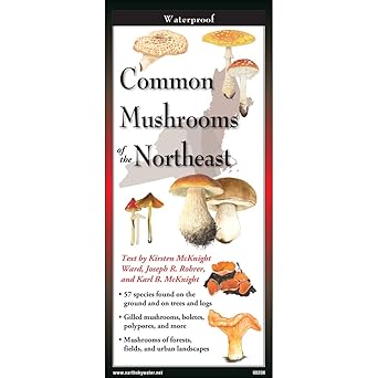 Common Mushrooms Folding Guide