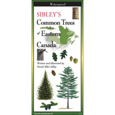 Common Trees Folding Guide
