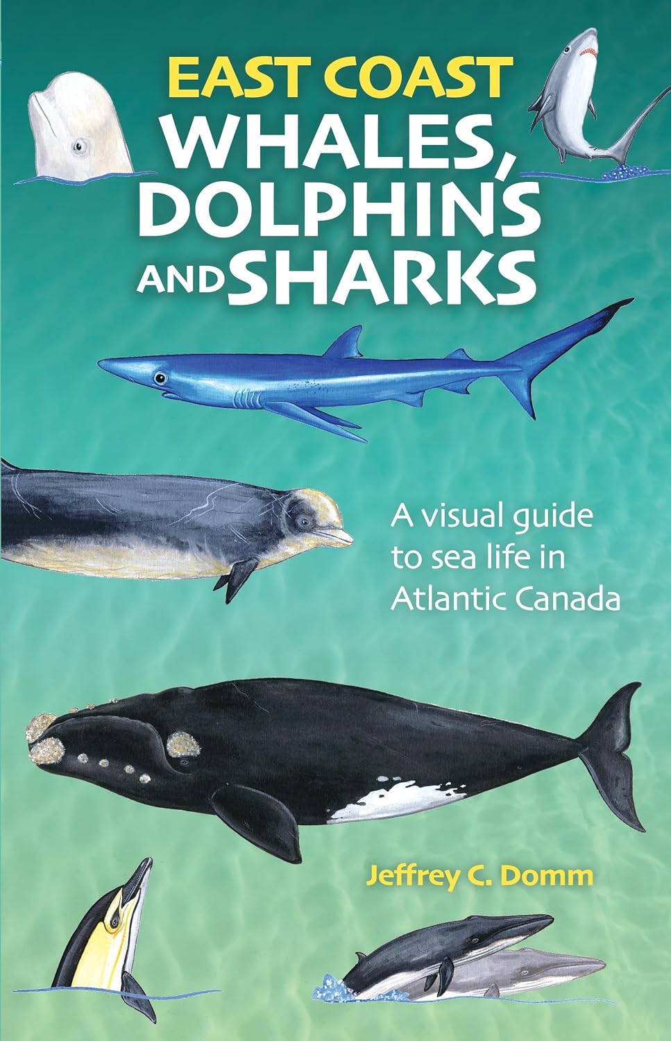East Coast Whales, Sharks & Dolphins 2e