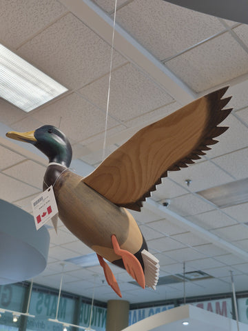 Mallard Drake "Birds in Flight"
