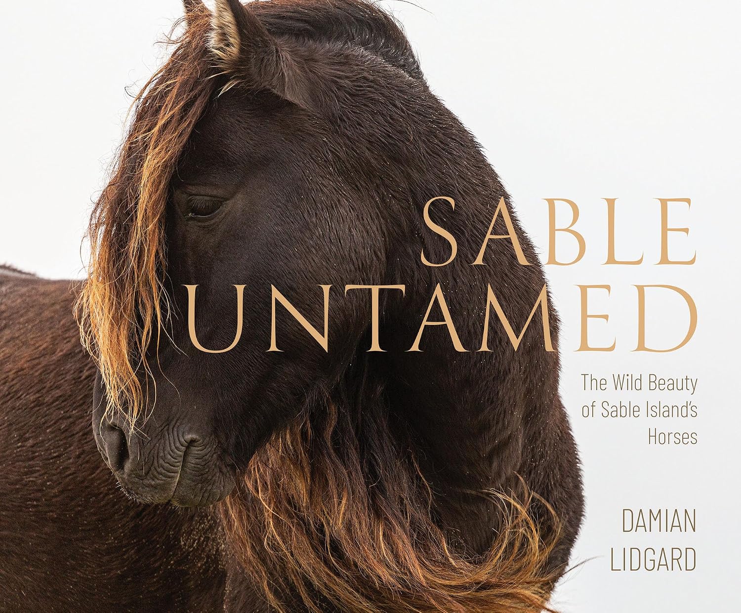 Sable Untamed: The Wild Beauty of Sable Island's Horses