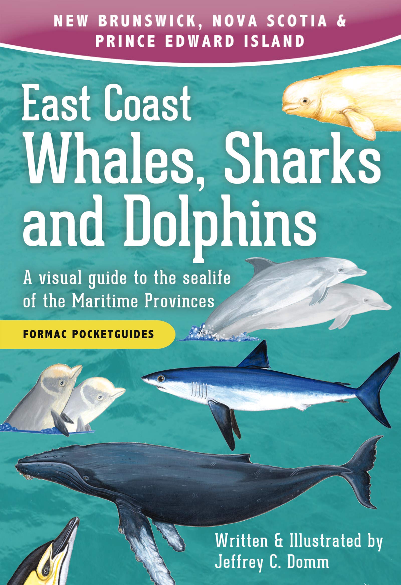 East Coast Whales, Sharks and Dolphins: A visual guide 2e