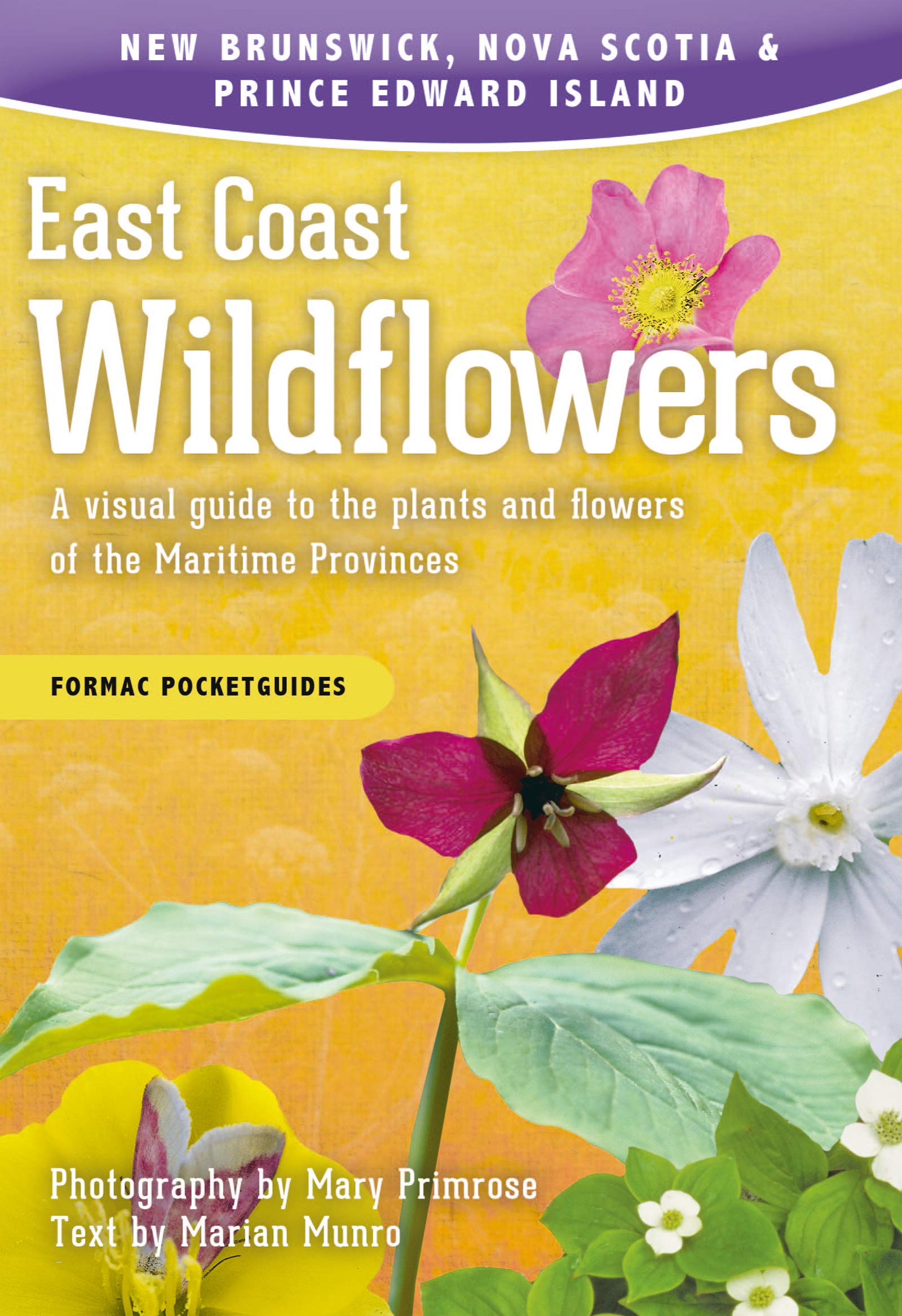 East Coast Wildflowers: A visual guide 2e
