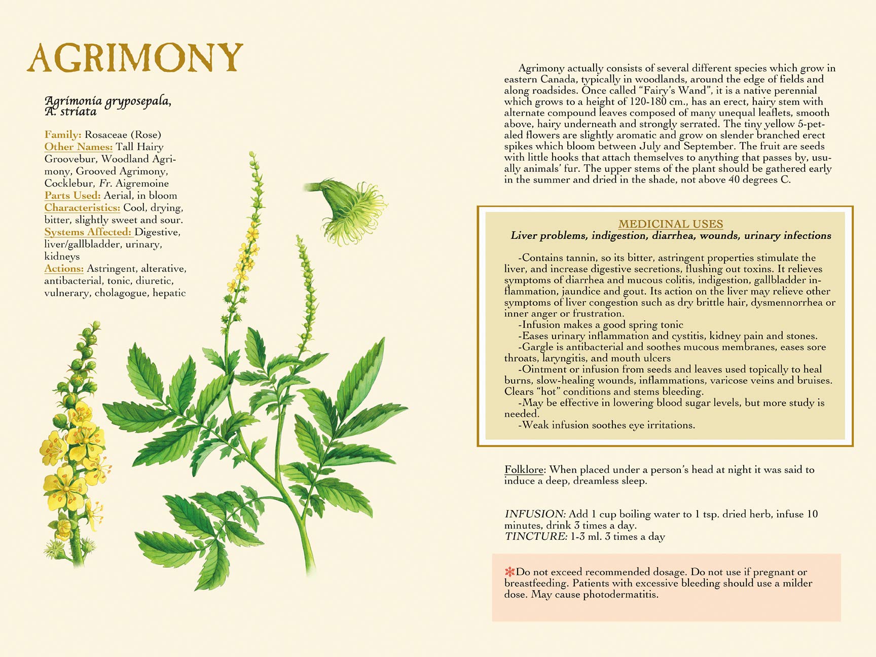 Medicinal Herbs of Eastern Canada