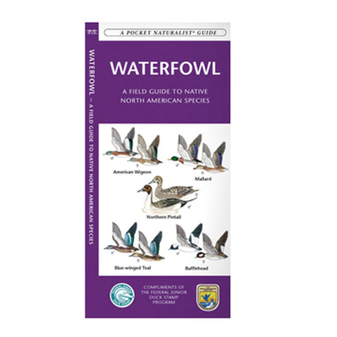 Waterfowl: A Pocket Naturalist Guide
